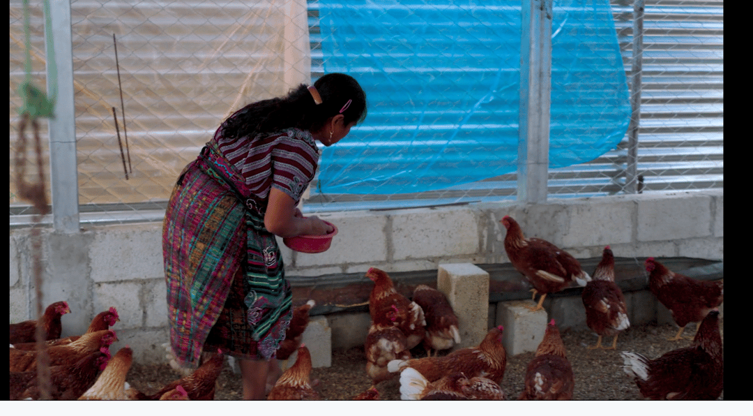 COH Guatemala Chickens 3B