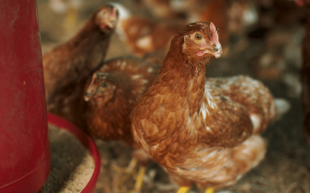 Chickens in Guatemala COH 1B 2 (1)